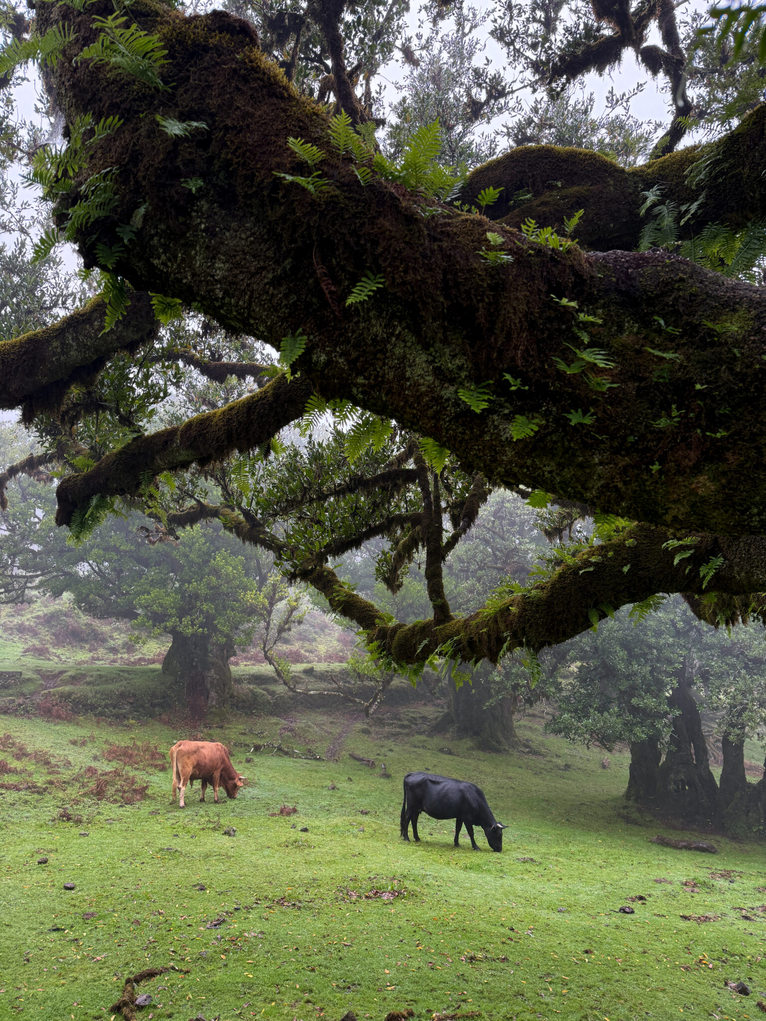 Fanal Forest